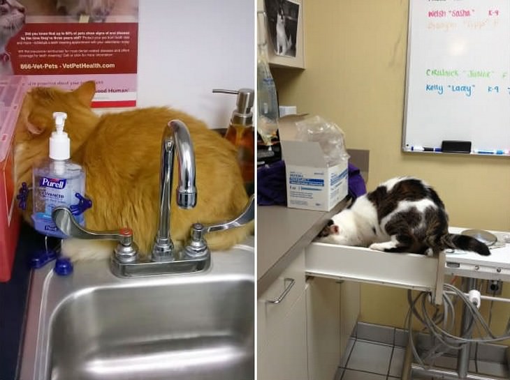 gatos en veterinarios