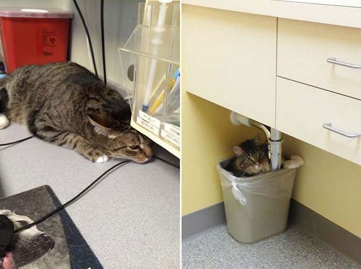 gatos en veterinarios