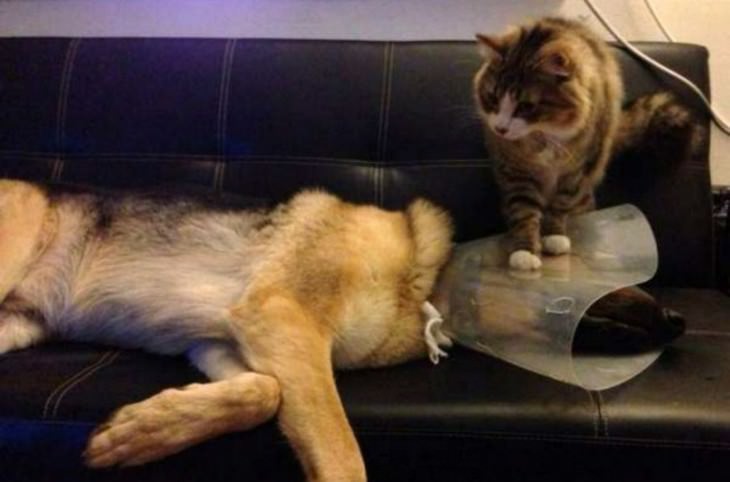 fotos dominancia de gatos sobre perros
