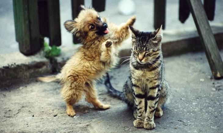 fotos dominancia de gatos sobre perros