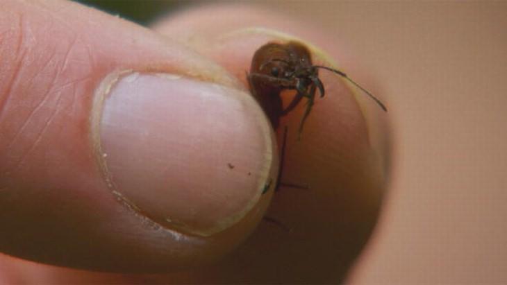 hormigas: increíbles animales