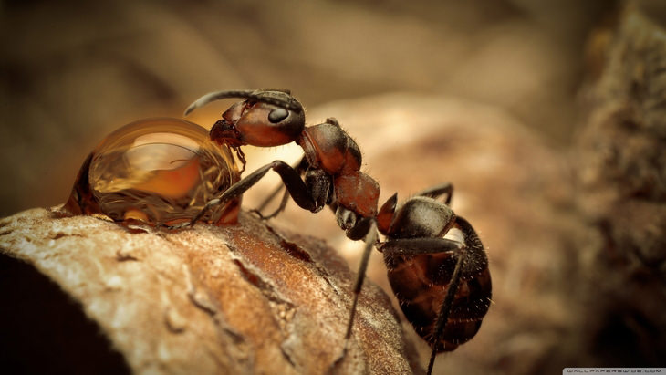 hormigas: increíbles animales