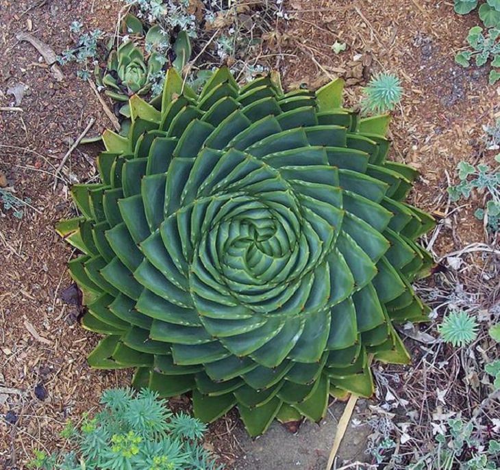 plantas formas geométricas