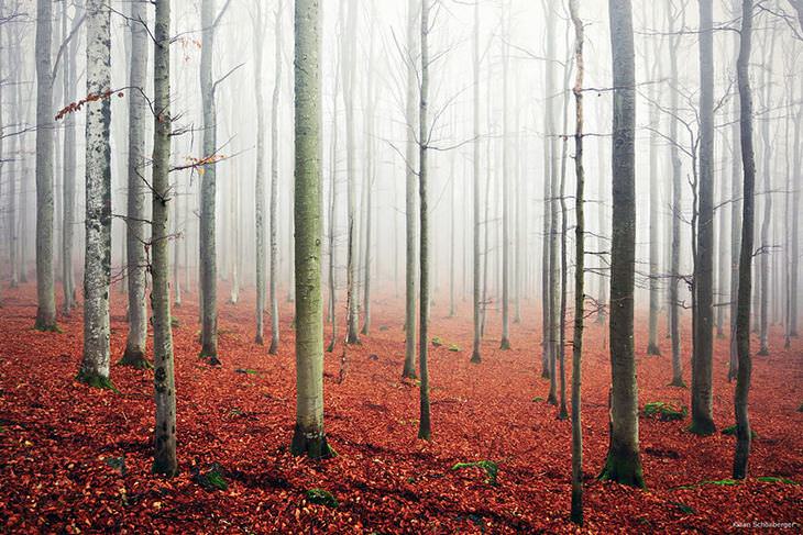 20 increíbles bosques 