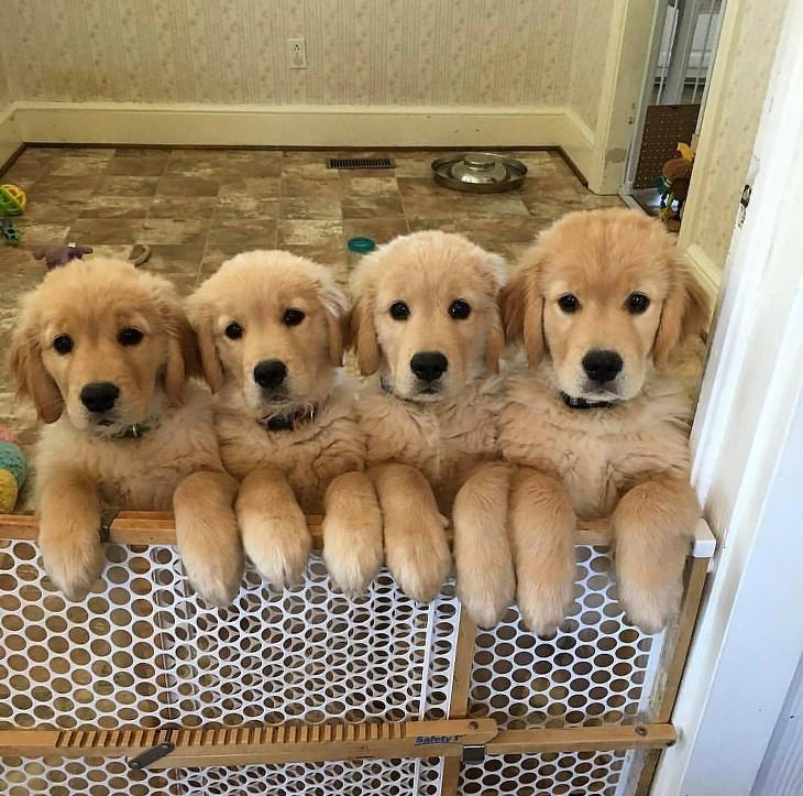 Cachorros Golden Retriever 