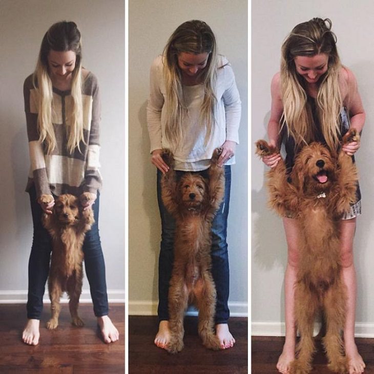 20 fotos perros antes y después