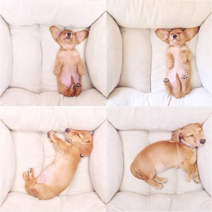 20 fotos perros antes y después