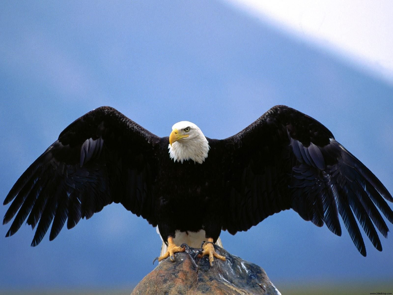 Etna Ortodoxo río 15 datos sobre las águilas | Naturaleza