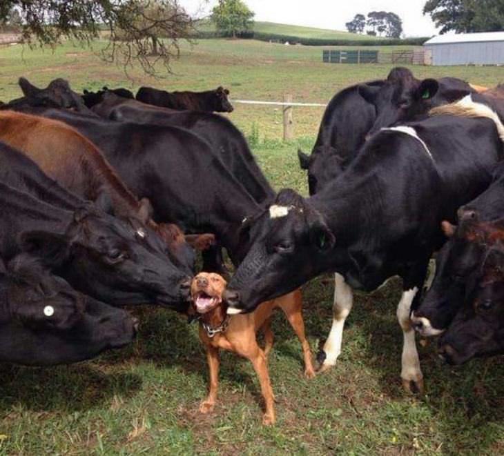 vacas y perros