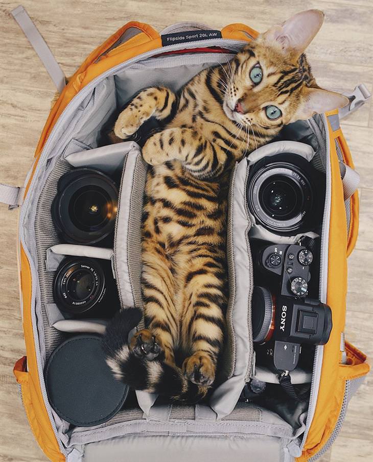 fotos gato viajero Suki