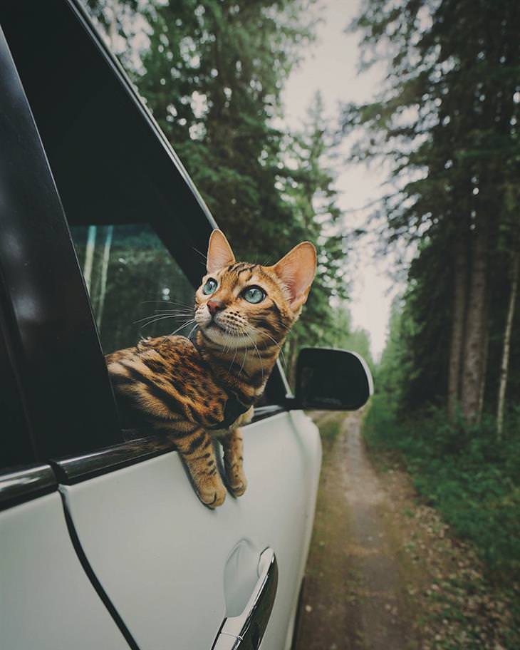fotos gato viajero Suki