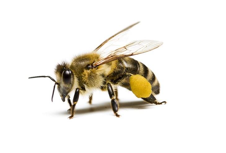 picadura abeja