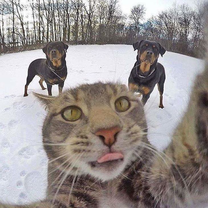 20 Selfies de gatos