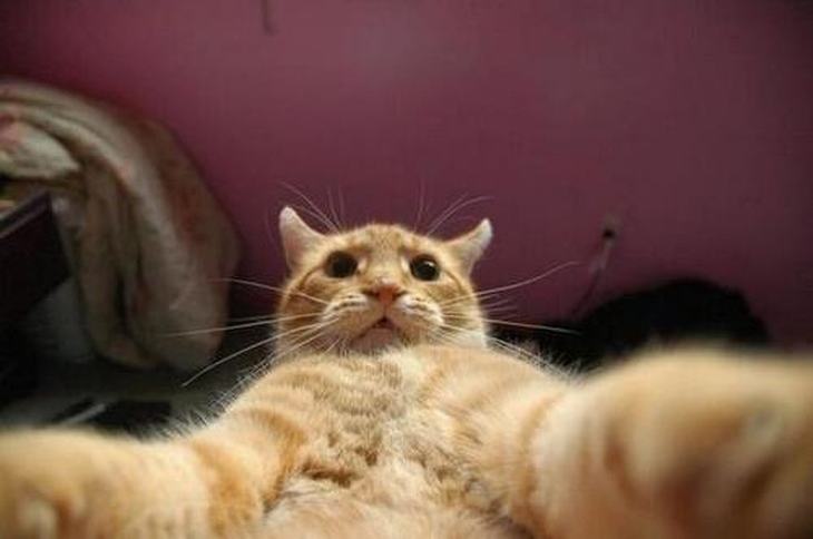 20 Selfies de gatos