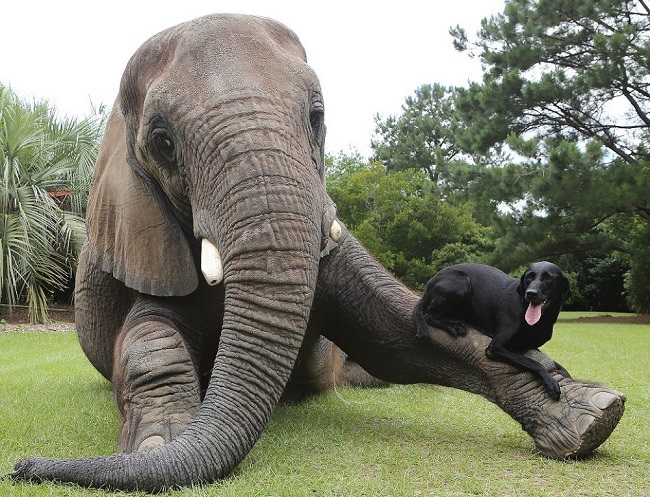 amistades lindas entre animales
