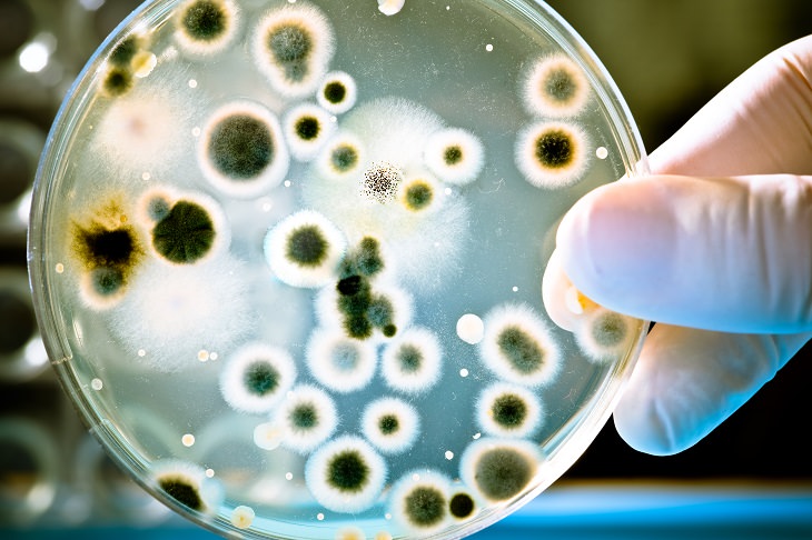 peligros bacteria lavavajillas