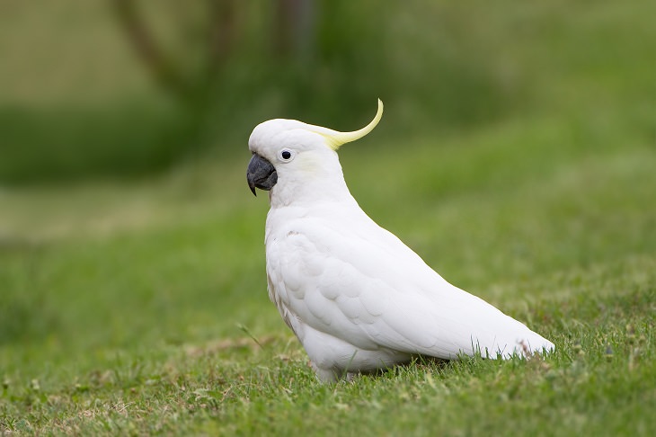 Los 10 Loros M s Hermosos Del Mundo Naturaleza