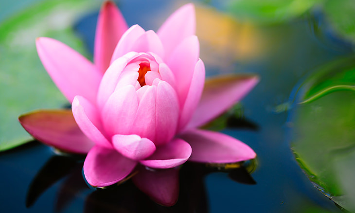 Flor del loto: Datos Interesanes | Naturaleza