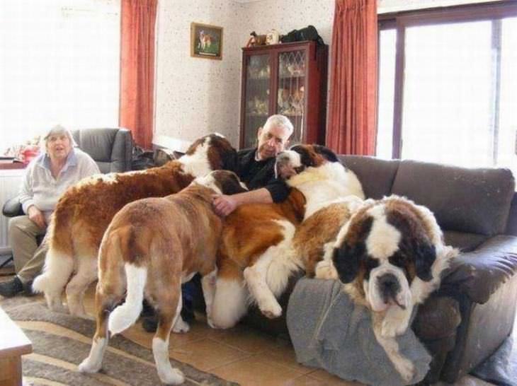 18 perros grandes