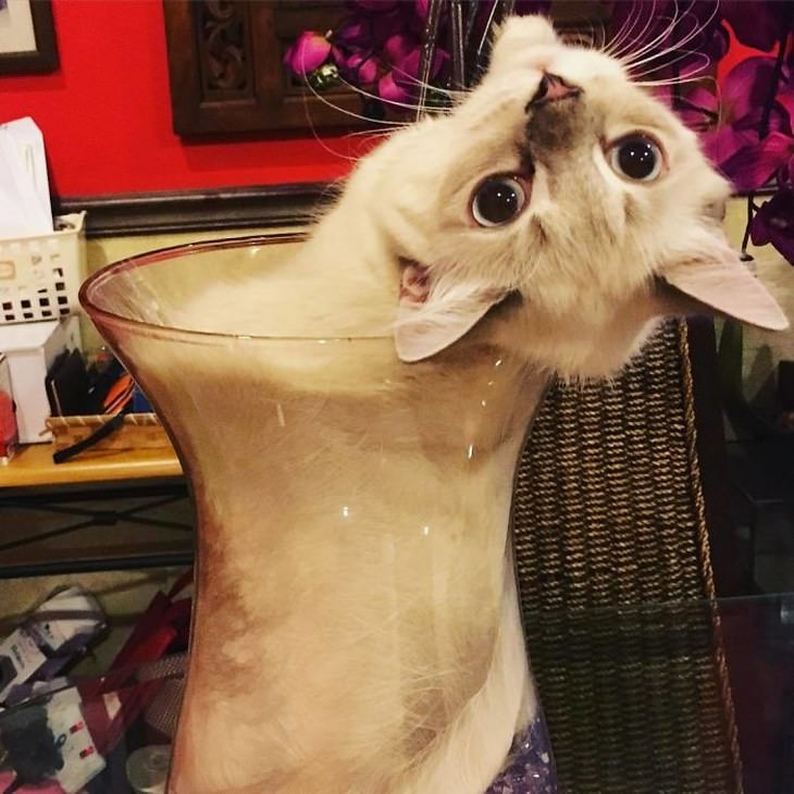 gatos parecen líquido