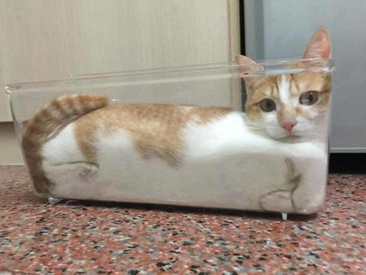 gatos parecen líquido