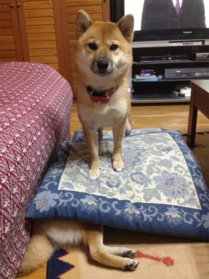 fotos perro Shiba Inu 