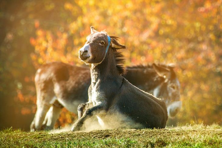 Fotos burros lindos