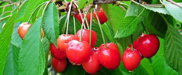 10 comidas páncreas cerezas