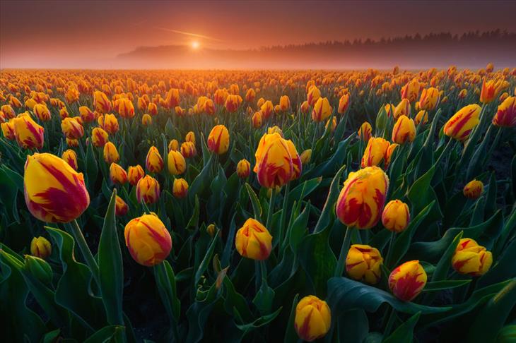 imágenes de tulipanes