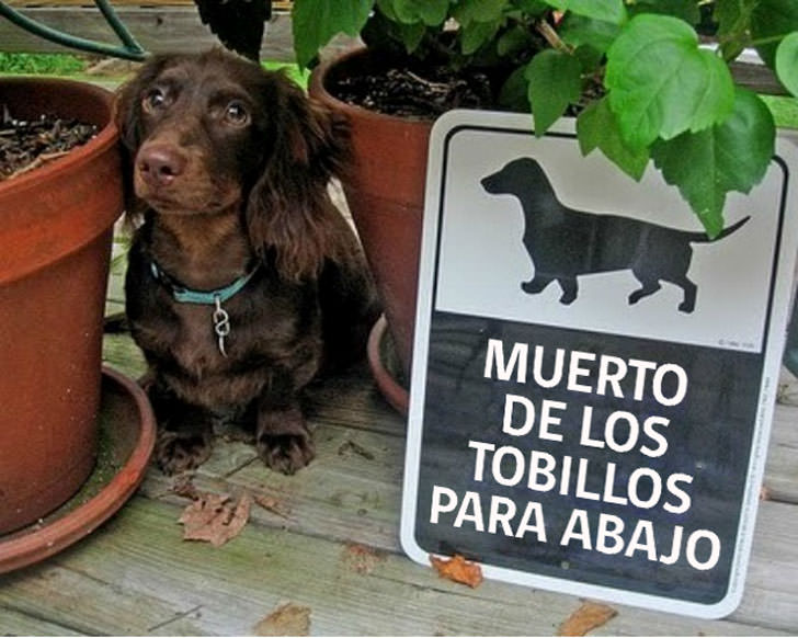 17 carteles de “Cuidado con el perro” con gran ingenio