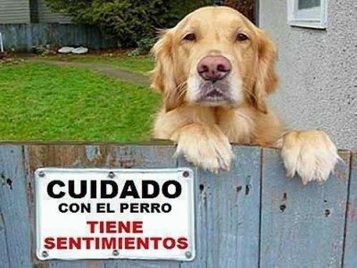 17 carteles de “Cuidado con el perro” con gran ingenio