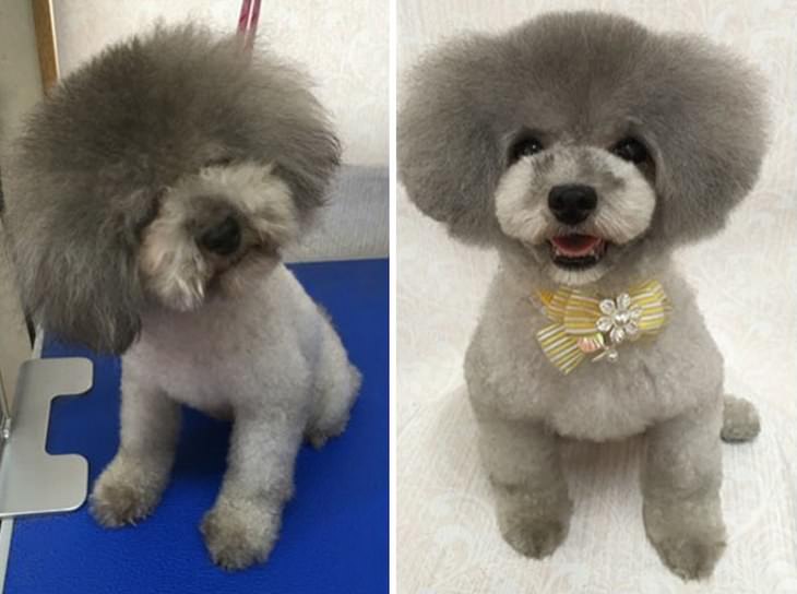 peluquero canino talento