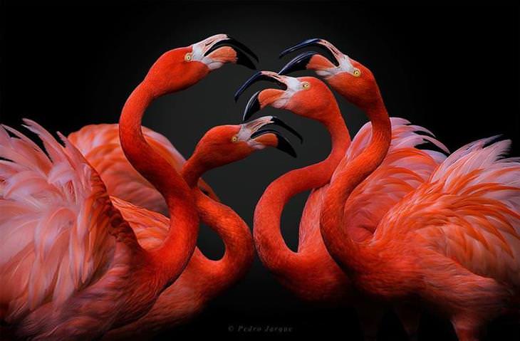 hermosas fotos flamencos