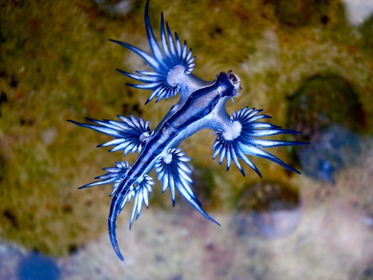 especies marinas increíbles