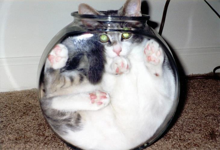 Los Gatos Rompen Las Leyes De La Física (Fotos Divertidas)