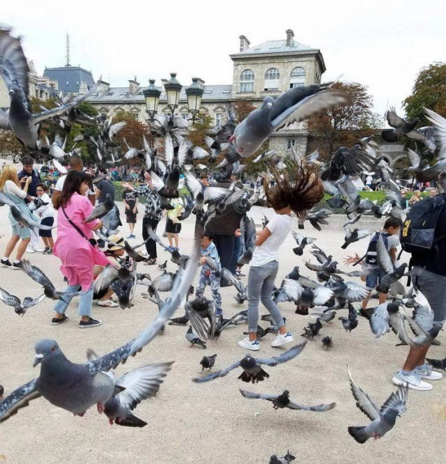 palomas que atacan en una plaza