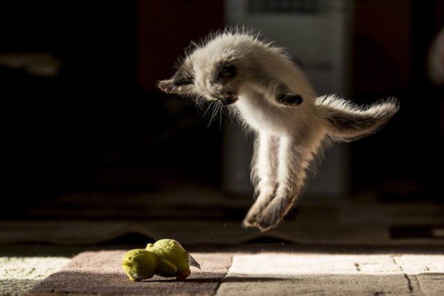 foto gatito volador