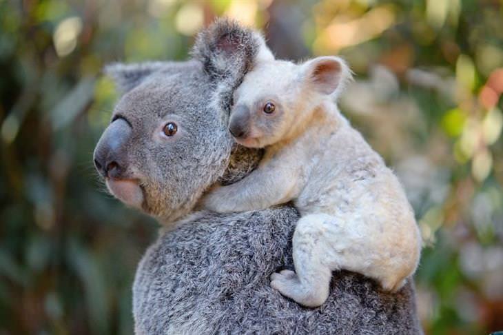 Fotografía Robert Irwin Koalas