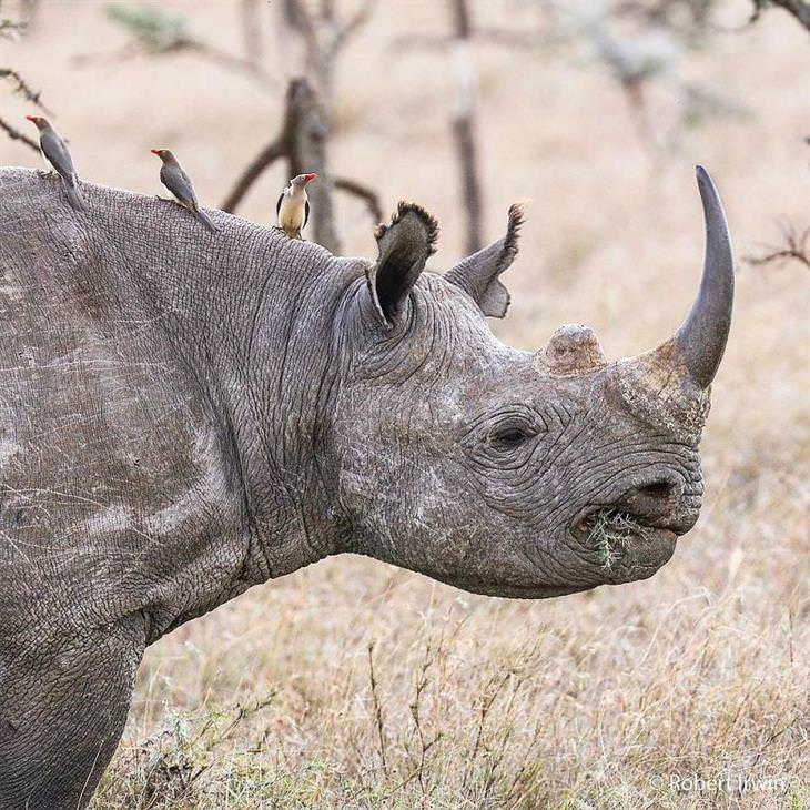 Fotografía Robert Irwin Rinoceronte