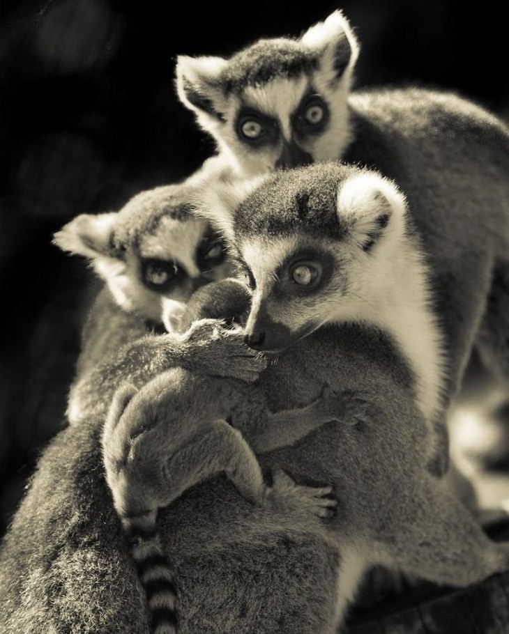 Imágenes Amor Animal Lemur