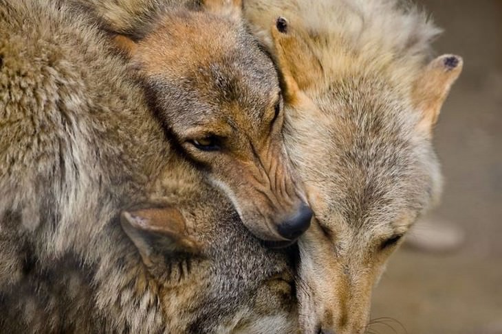 Imágenes Amor Animal Lobos