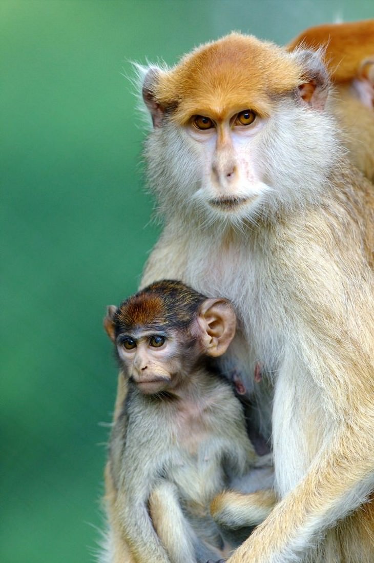 Imágenes Amor Animal Monos