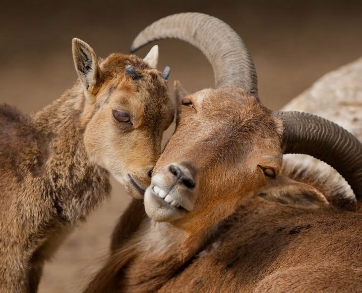 Imágenes Amor Animal Cabras Madre e Hijo