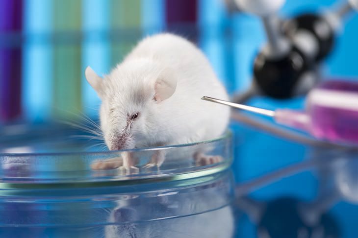 nueva vacuna cáncer probada en ratones