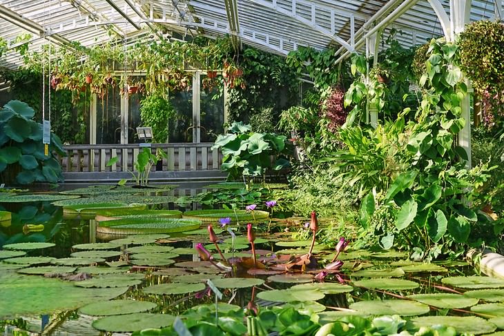 Interior Jardín Botánico de Múnich