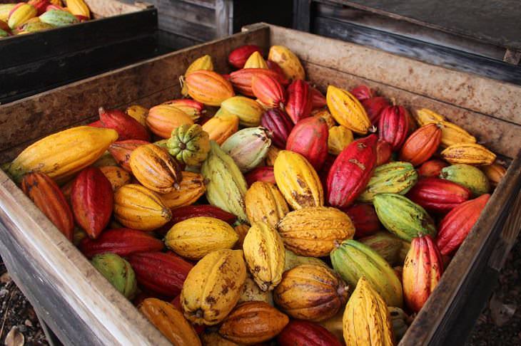 increíbles colores en los que vienen las vainas de cacao