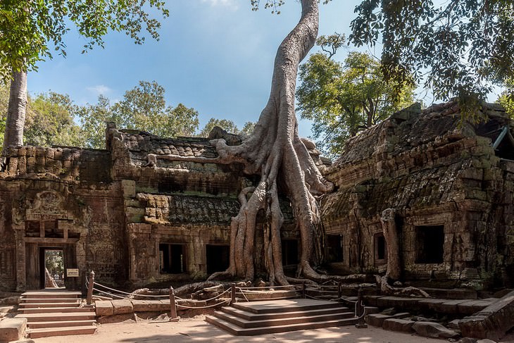 Templo de Ta Prohm, Camboya