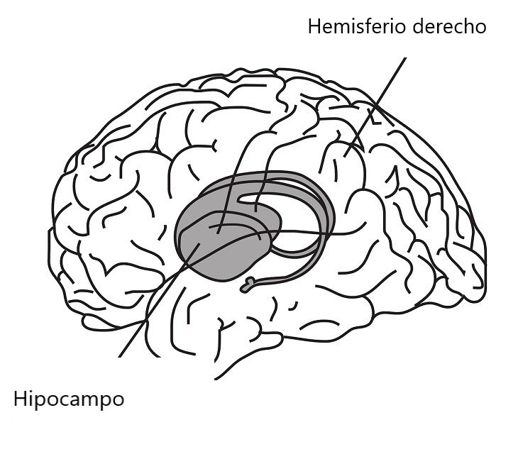 Hipocampo y vejez