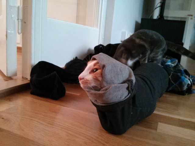Gato con ropa puesta