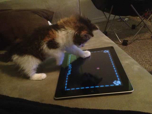 Gatito jugando con tablet